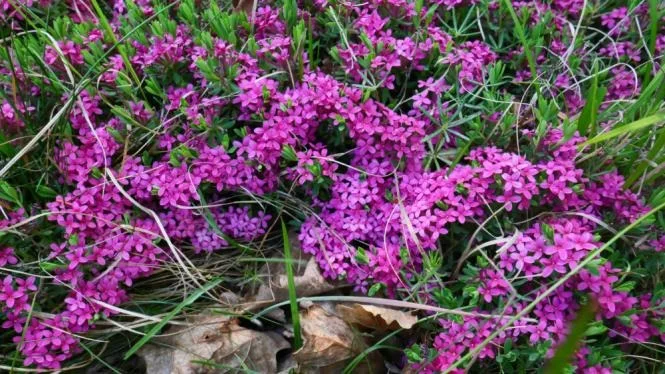 Lýkovec vonný z naší přírody téměř vymizel, může za to i zánik tradiční pastvy.