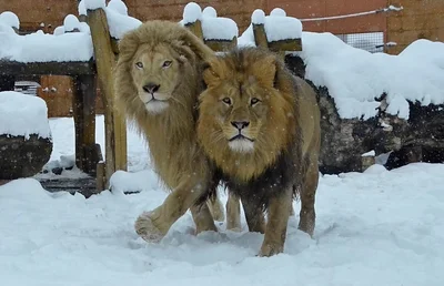 Jasiri a Dabira jsou spolu v zoo od mala.