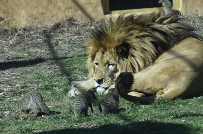 Mangusty se lvů už vůbec nebojí.