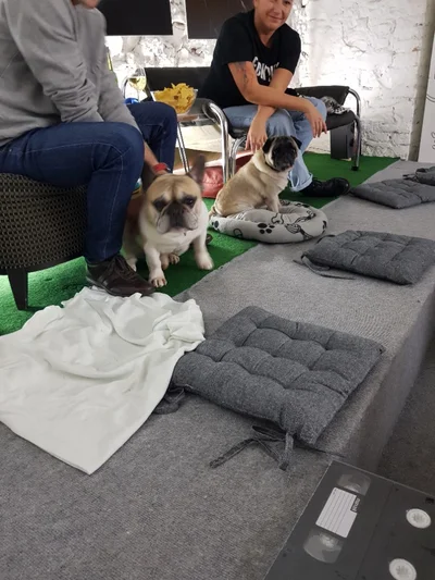 Na všechny projekce smí psi, pořádají se pro ně i speciální akce.