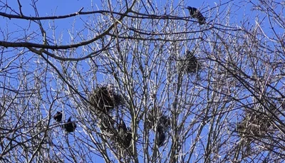 Stromy jsou hnízdy obsypané.