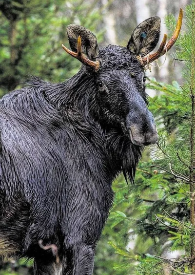 Los Emil, 20. března 2026 na Šumavě.