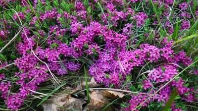 Lýkovec vonný z naší přírody téměř vymizel, může za to i zánik tradiční pastvy.