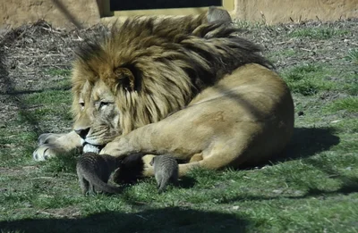 Klidně jim očichávají kožichy.