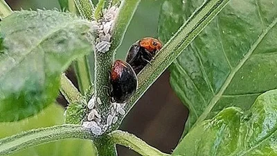 Dravá slunéčka nemají na těle tečky. 