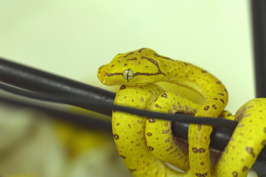 Mládě krajty zelené