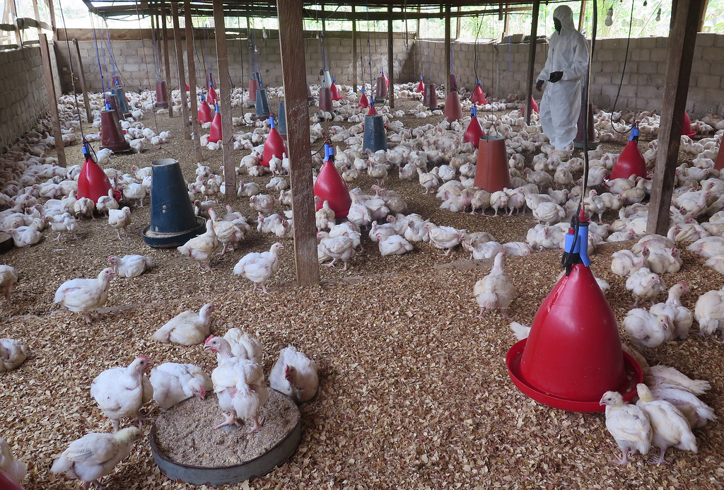 Ptačí chřipka se přenesla na člověka a má první oběť.