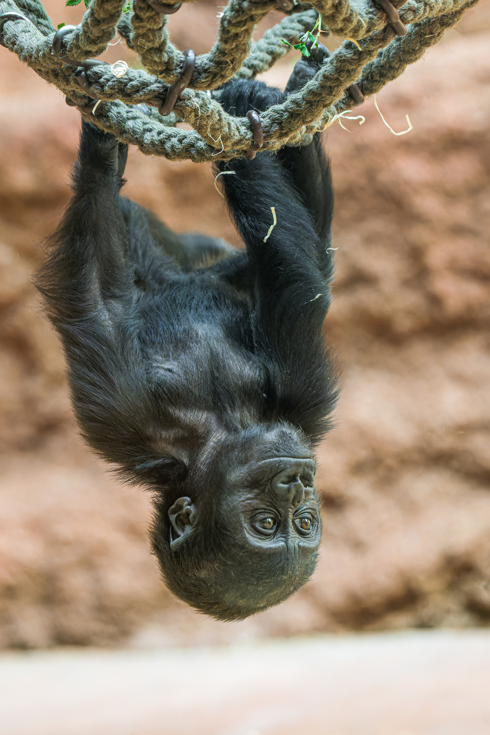Nejoblíbenější kratochvílí sedmiměsíční Mobi je v těchto dnech houpání se na provazech hlavou dolů.
