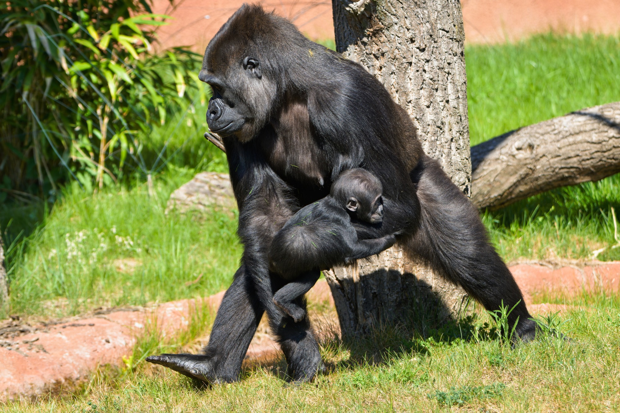 : Samice gorily nížinné Duni ve venkovním výběhu Rezervace Dja se svou dcerou Mobi, které budou zítra přesně čtyři měsíce.