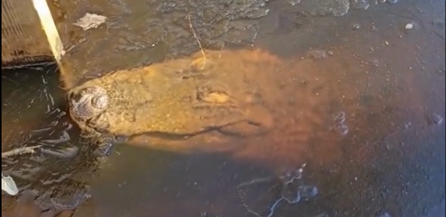 Snímky zveřejnili pracovníci přírodního parku.