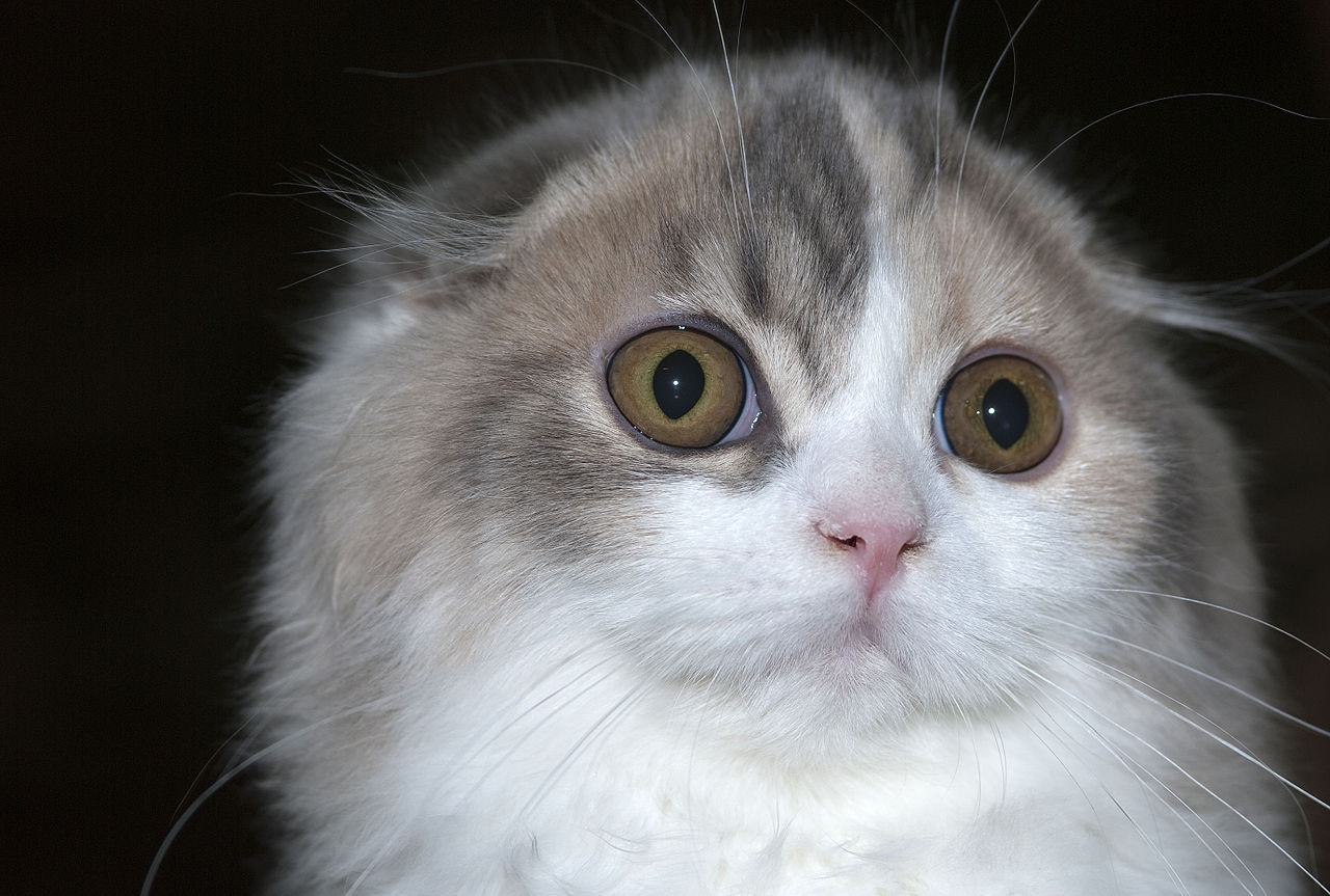 Skotská klapouchá kočka.