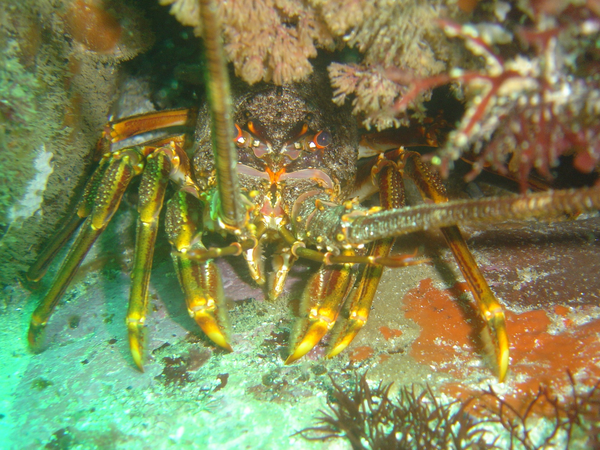 Humr vylézající z jednoho z úkrytů.