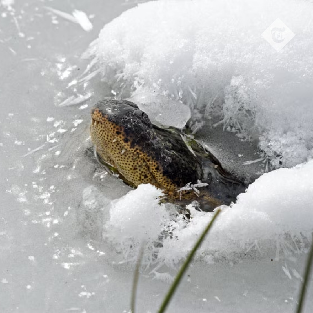 Z ledu vyčuhovaly jen čeniky a části tlam.