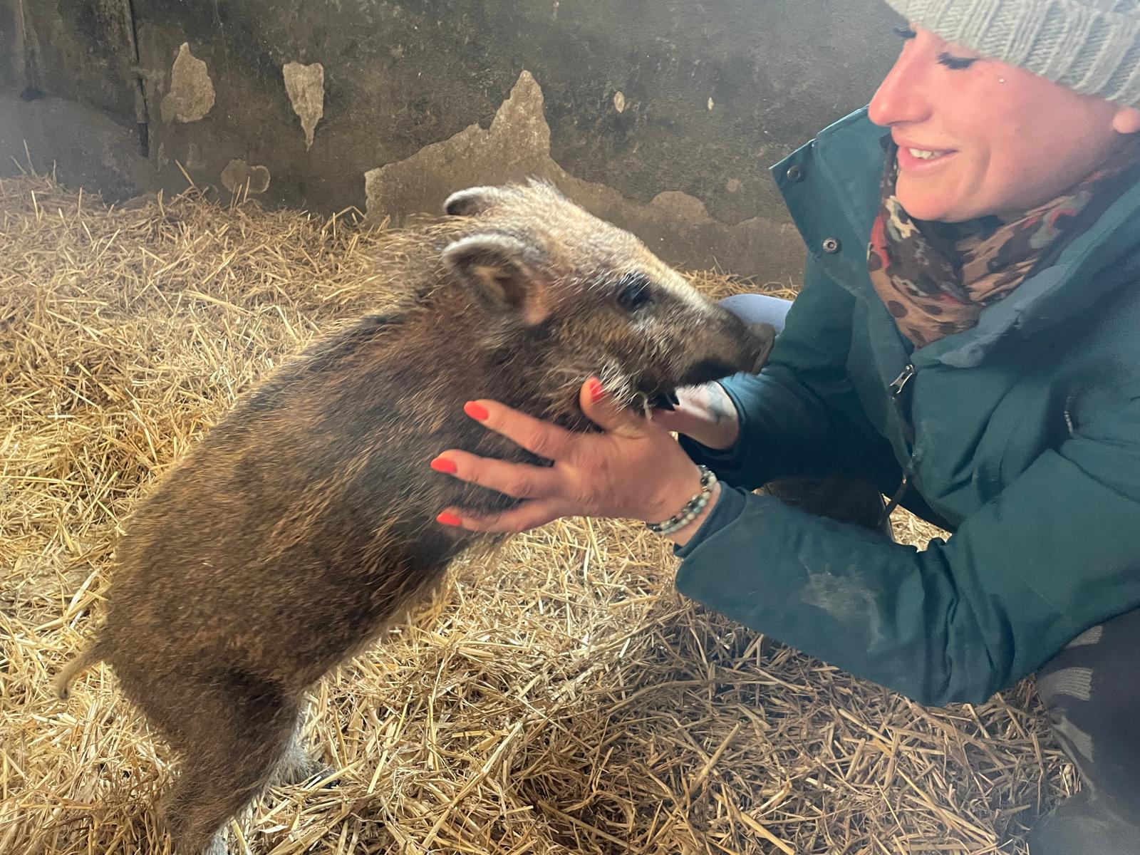 Rillett jako malé prasátko.