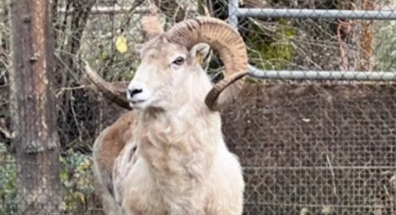 Druh ovce Argali altajské může vážit až 135 kilogramů a rozpětí jeho rohů dosahuje až jednoho a půl metru.