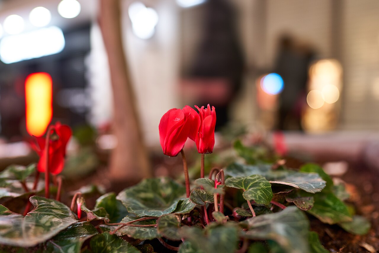 Ilustrační fotografie.