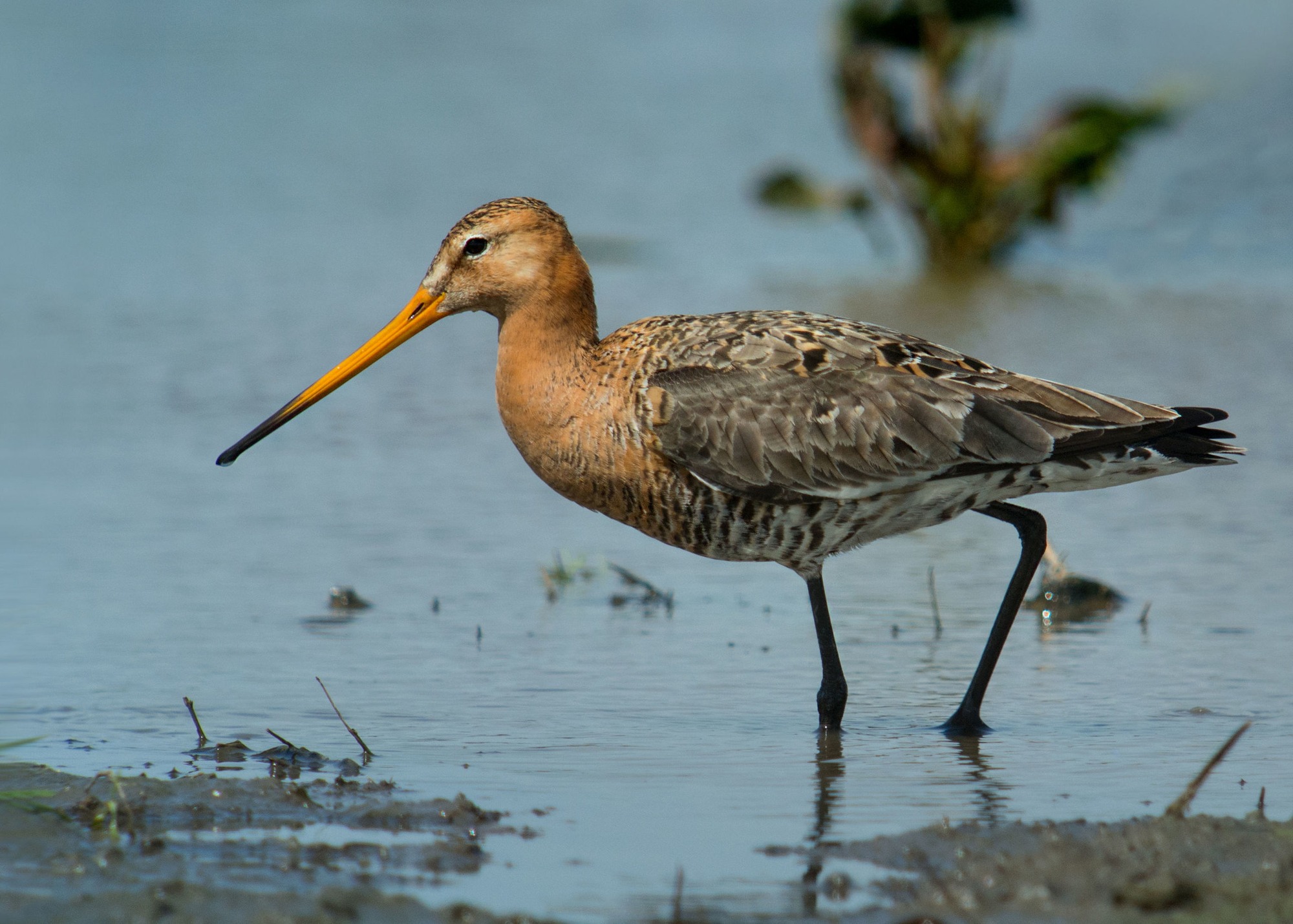 Břehouš černoocasý