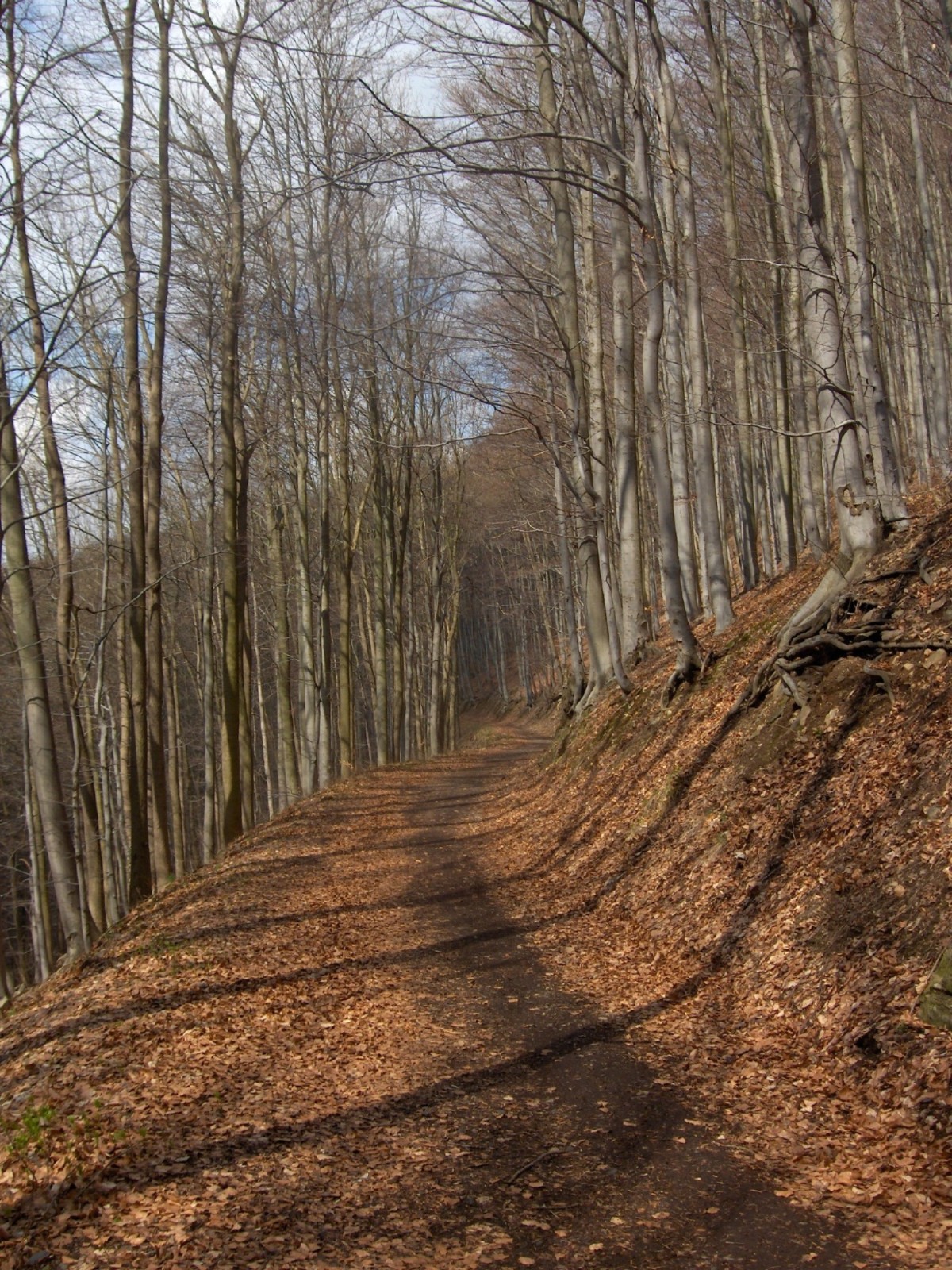 Staleté stromy v Krušných horách vykácely Lesy ČR bez patřičného povolení.