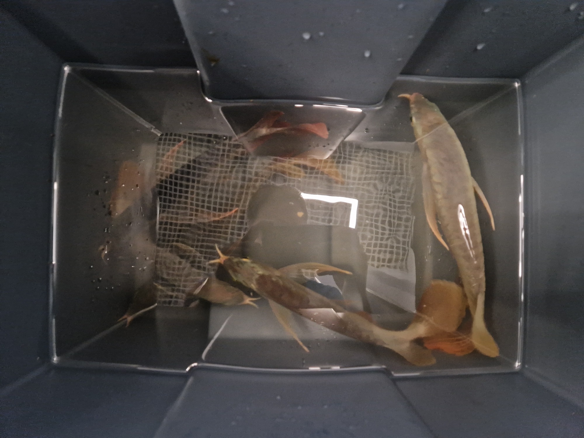 Podezřelý obsah ukázal rentgen.