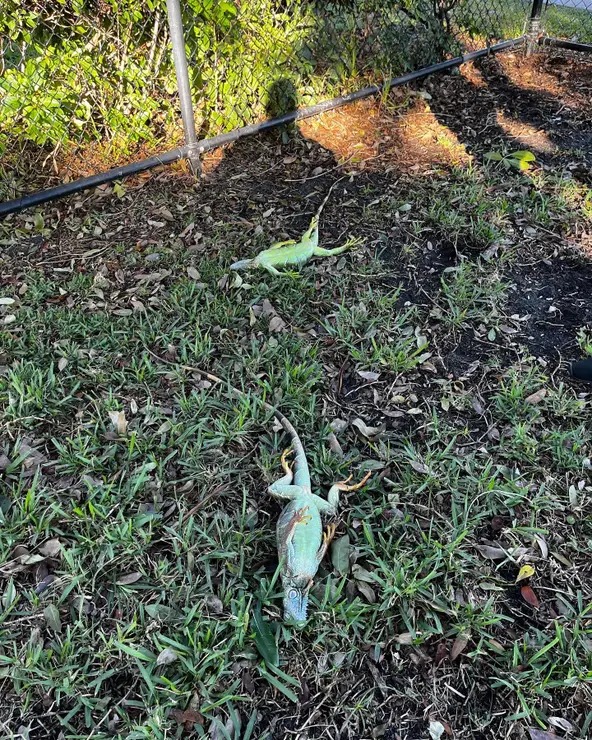 Pohled na jedny ze spících legánů na Floridě.