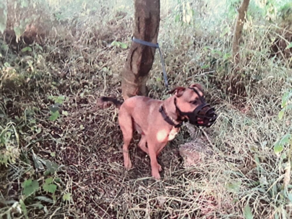 Majitel přivázal Badyho ke stromu a odešel.