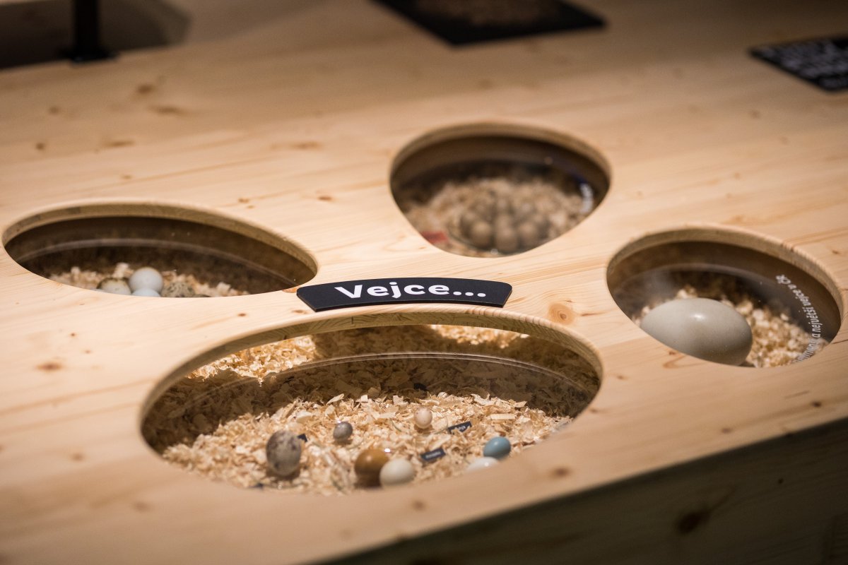 Výstava Ptáci ČR v budově Ornis v Přerově