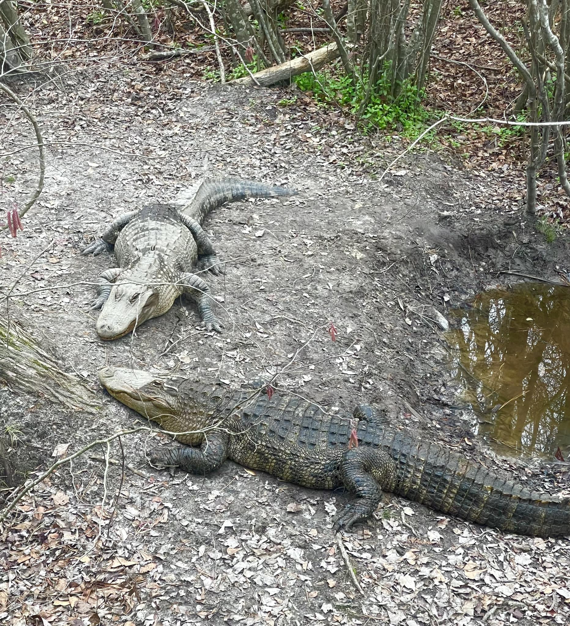 Aligátoři, kteří přečkali mrazy pod ledem, jsou v pořádku.