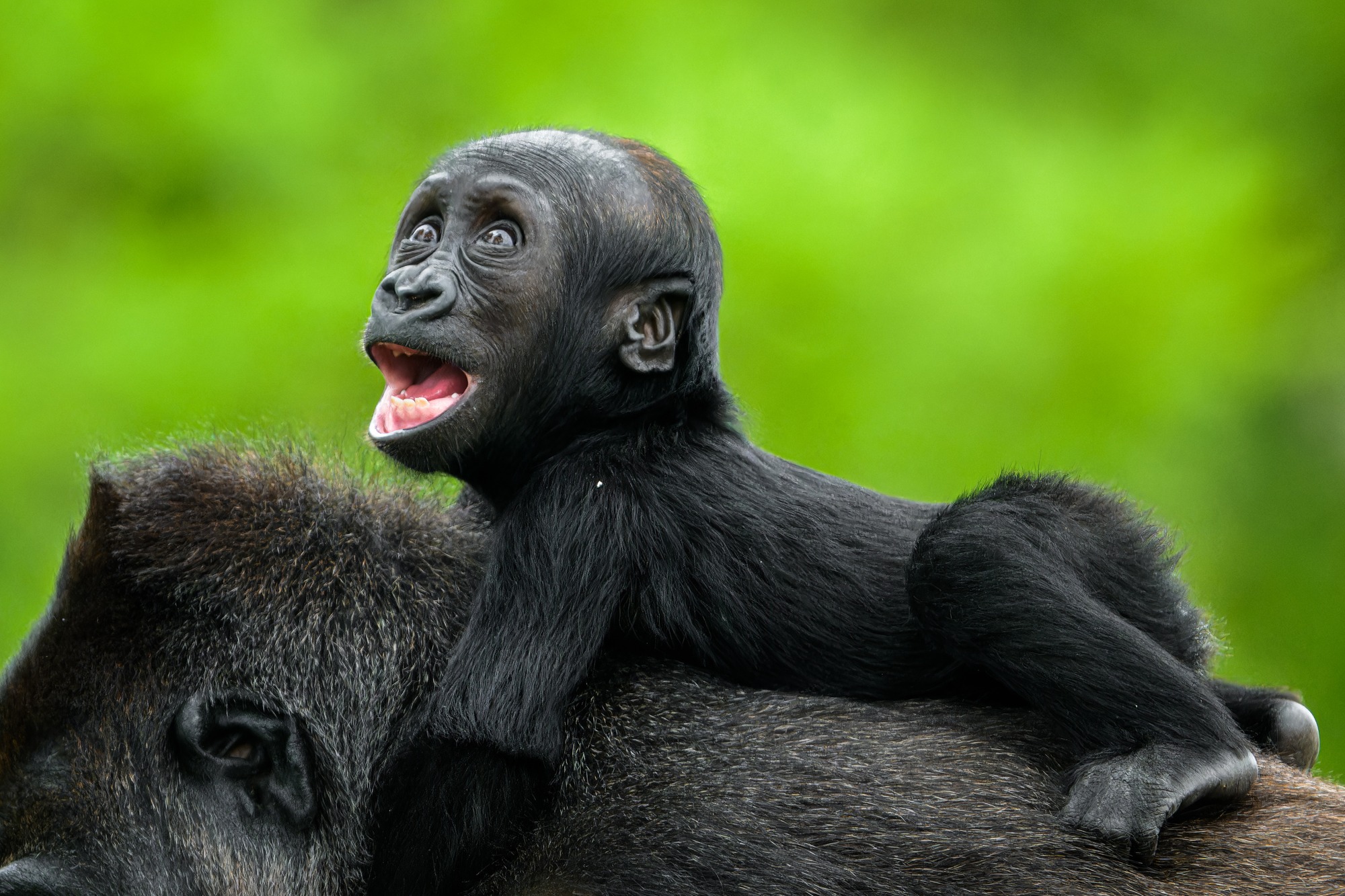 Mobi prozkoumává venkovní výběh Rezervace Dja ze hřbetu své matky Duni.