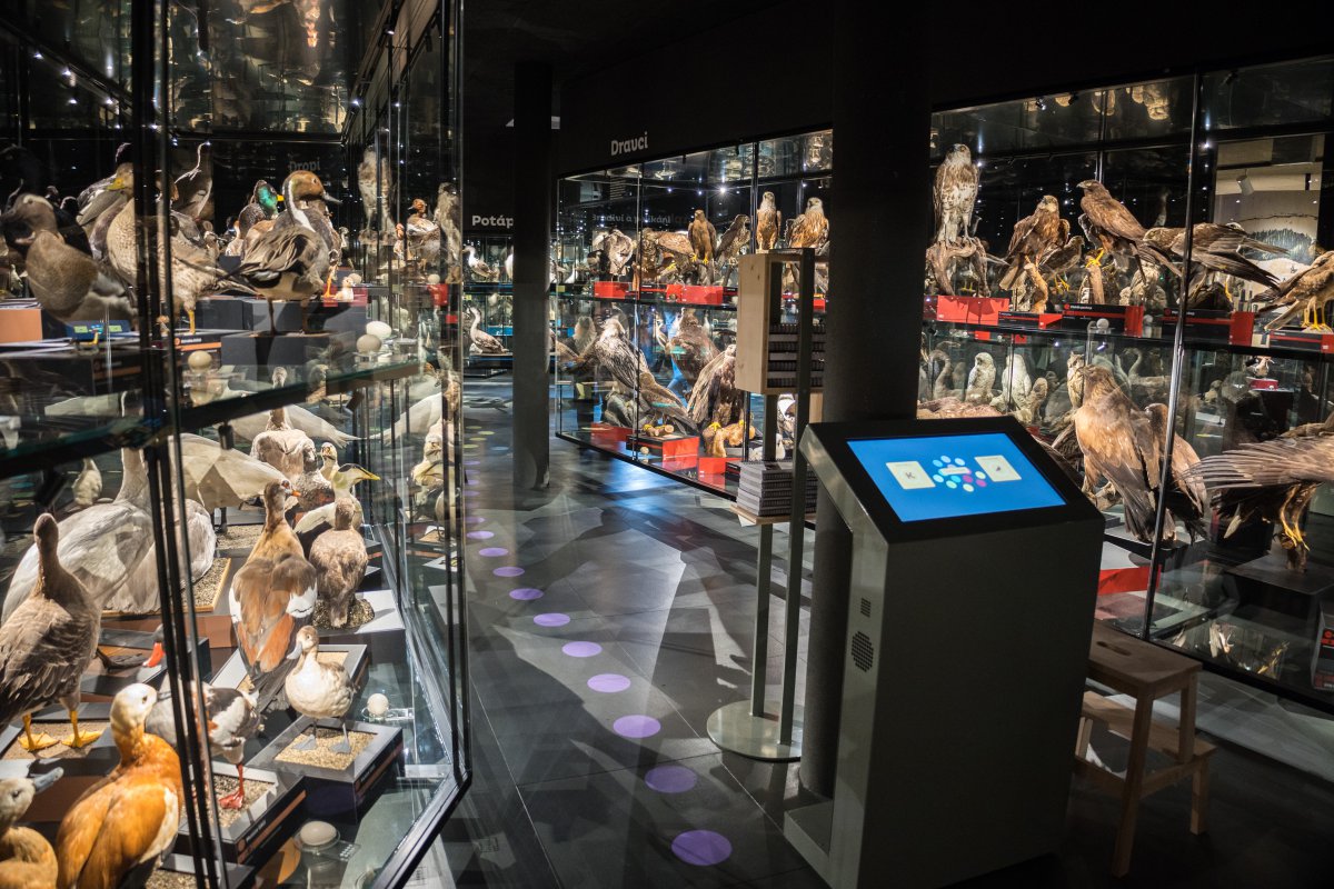 Výstava Ptáci ČR v budově Ornis v Přerově