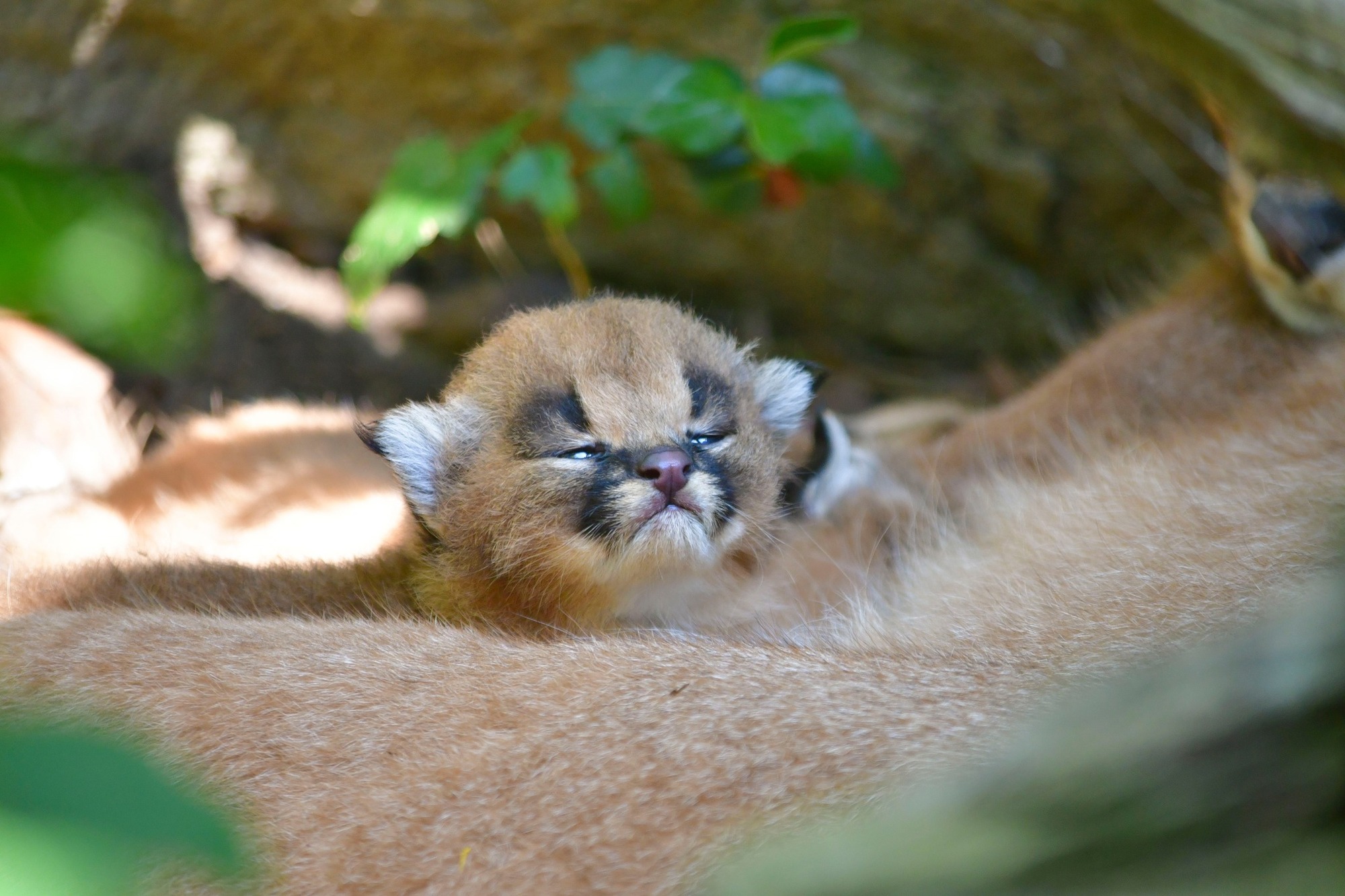 Zoo hlásí také narození tří karakalů.
