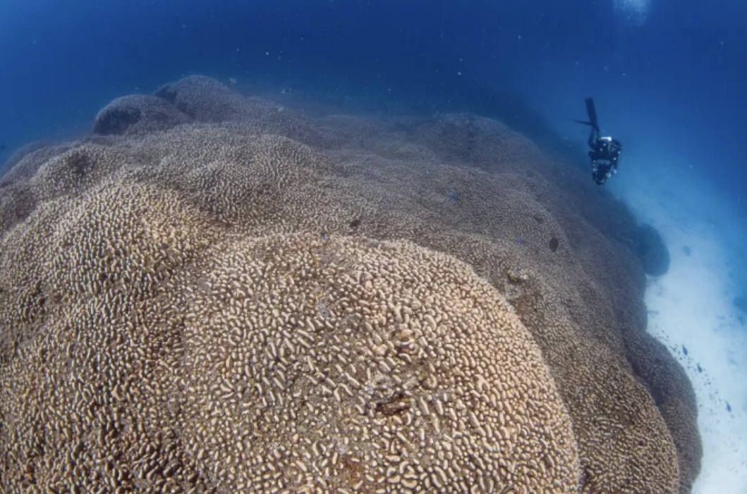 Pohled na obrovský korál.