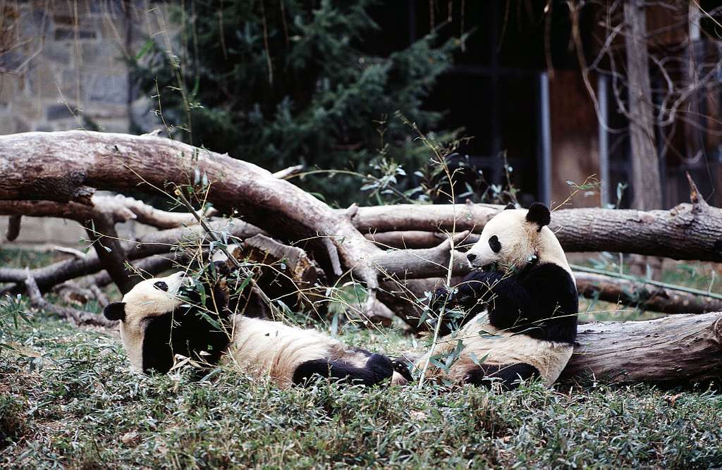 Tento pandí pár ze zoo ve Washingtonu je již od listopadu v Číně. Nový pár dorazí do konce roku.