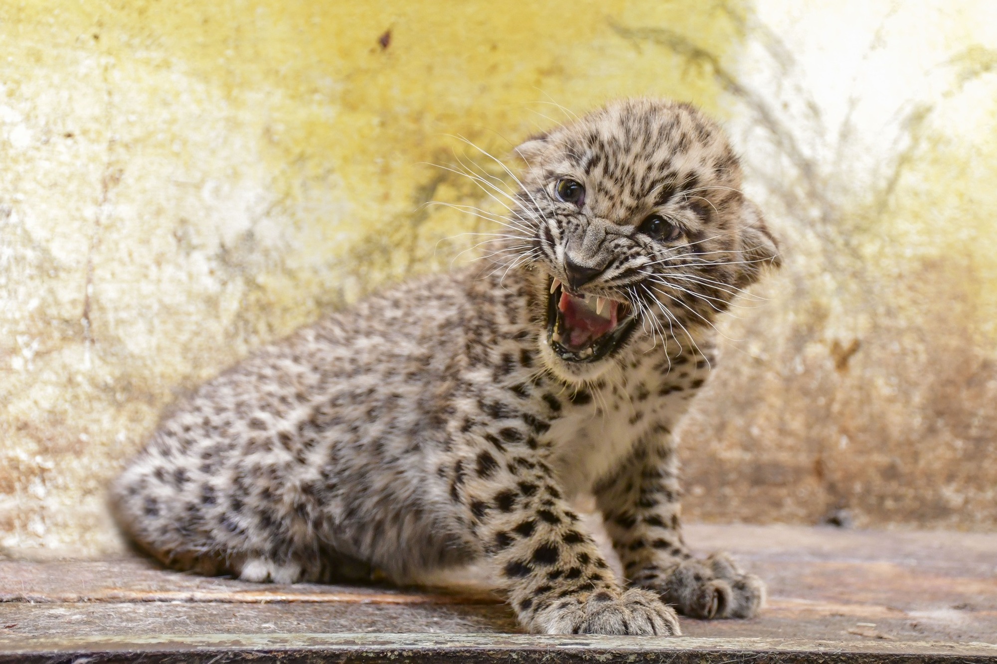 Levhartice perská se už učí vzbuzovat hrůzu.