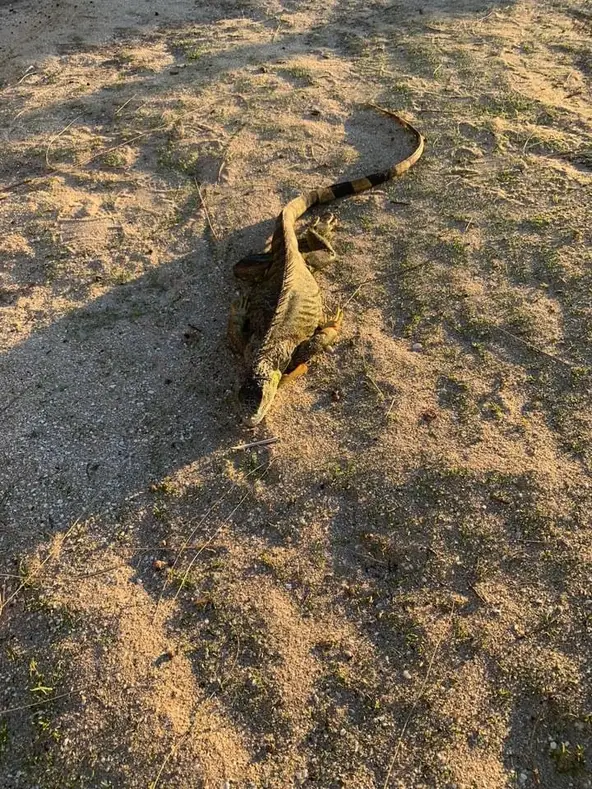 Další ze spících leguánů.