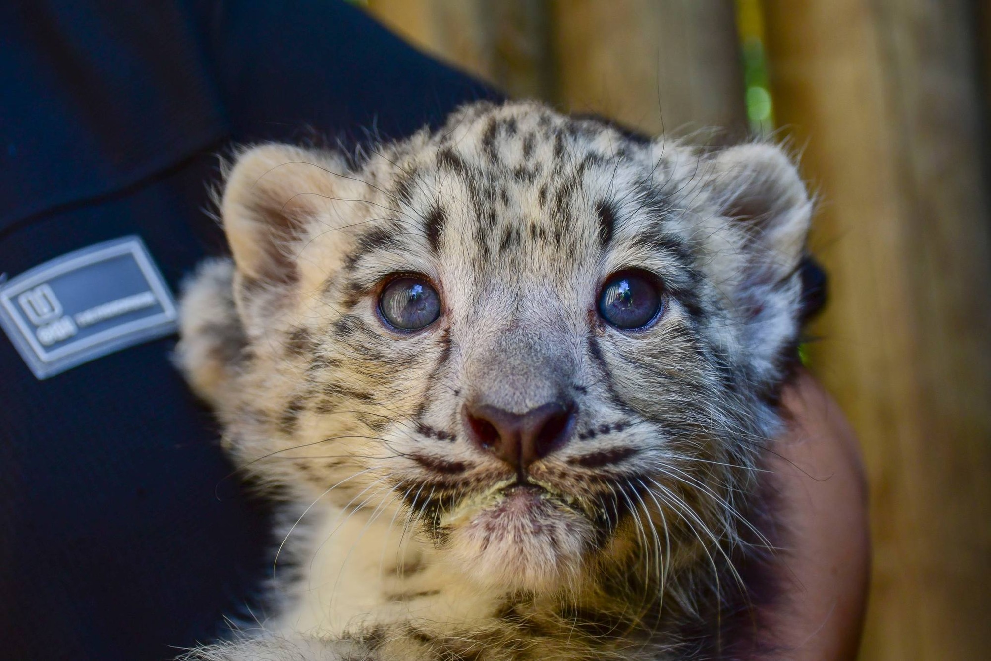 Šelmičky mají zatím nejčastěji upatlané čumáky od mléka a nepřipomínají vrcholové predátory.