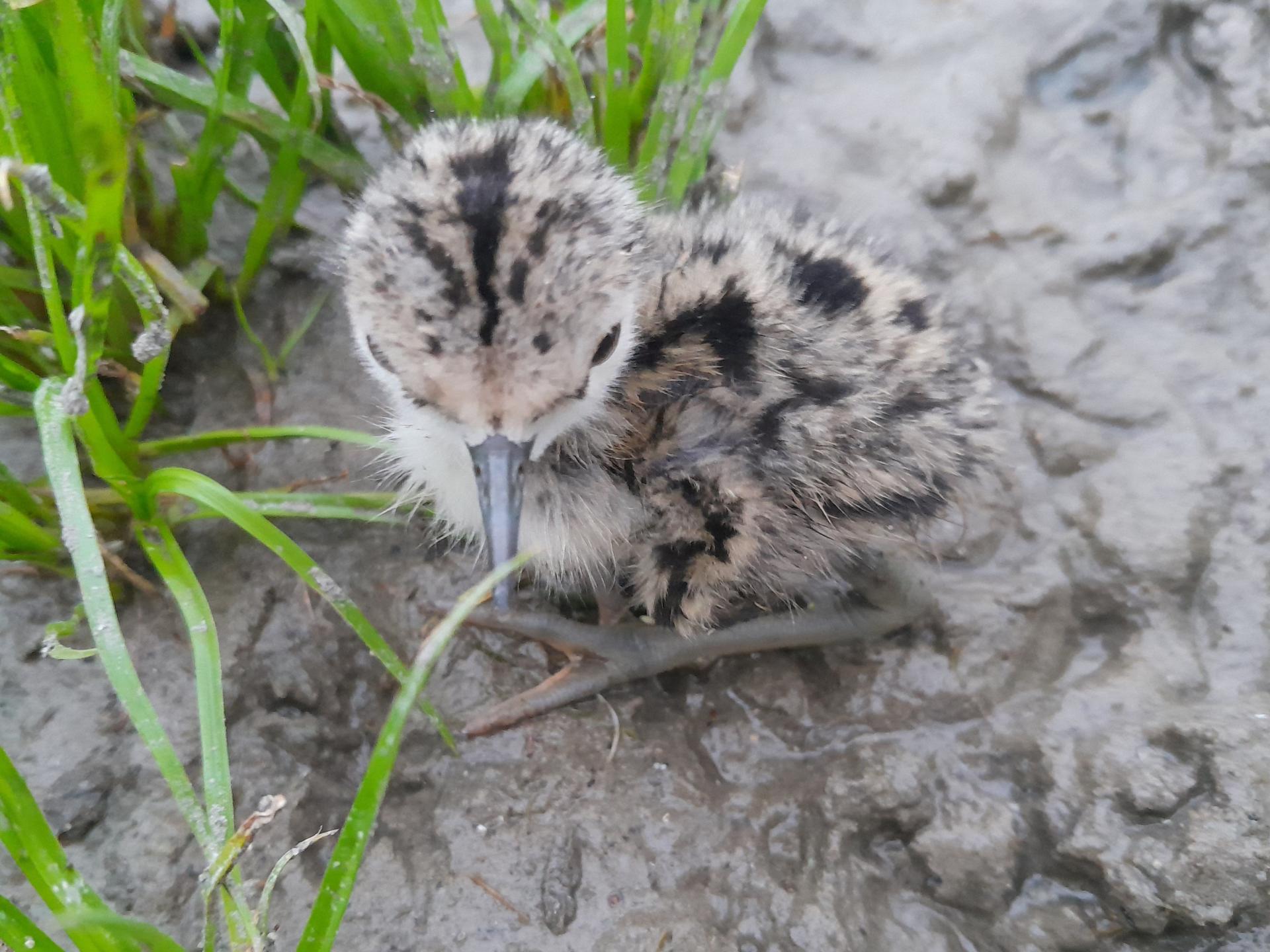 Ptáče pisily čáponohé.