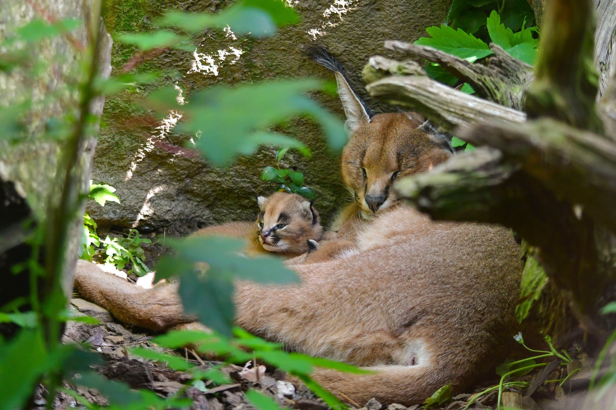 Zoo hlásí také narození tří karakalů.