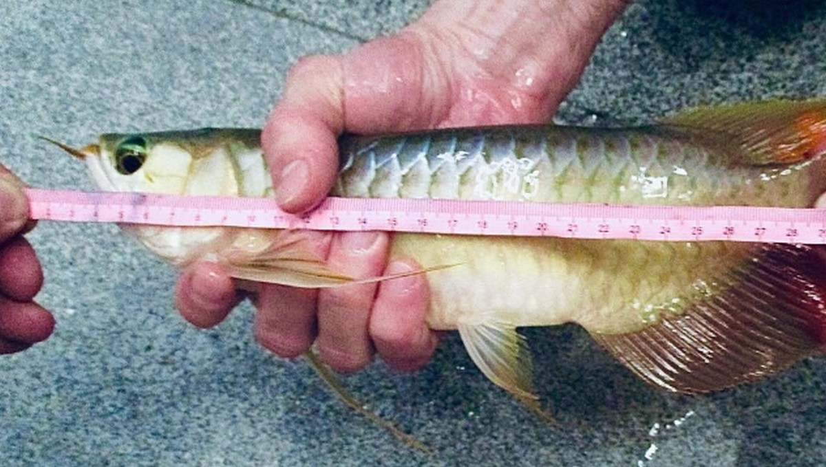 Živý kontraband našli celníci na pražském letišti.