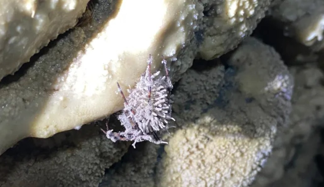 Pohled na zombie pavouka.