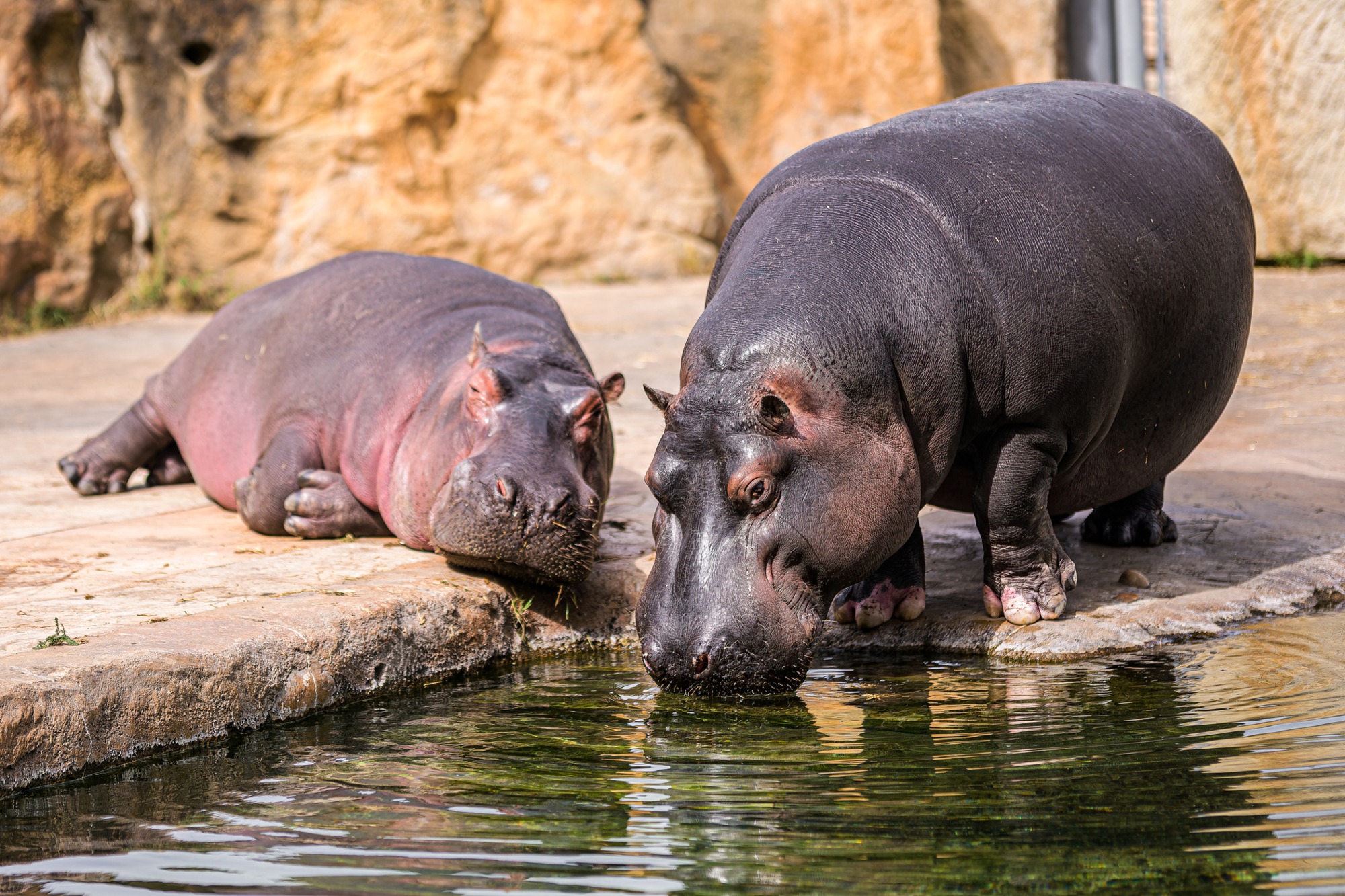 Oba hroši obojživelní – Maruška (vpravo) a Tchéco (vlevo) – dostávají svému druhovému jménu denně před zraky návštěvníků.