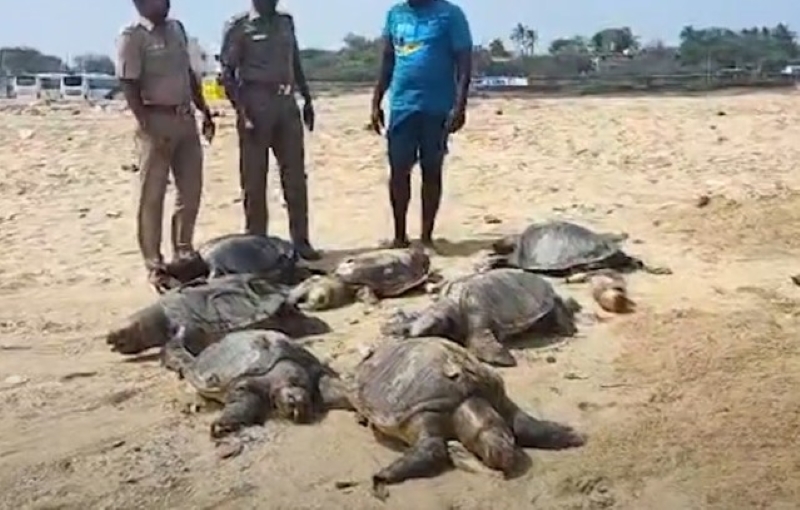 Pohled na několik mrtvých želv.