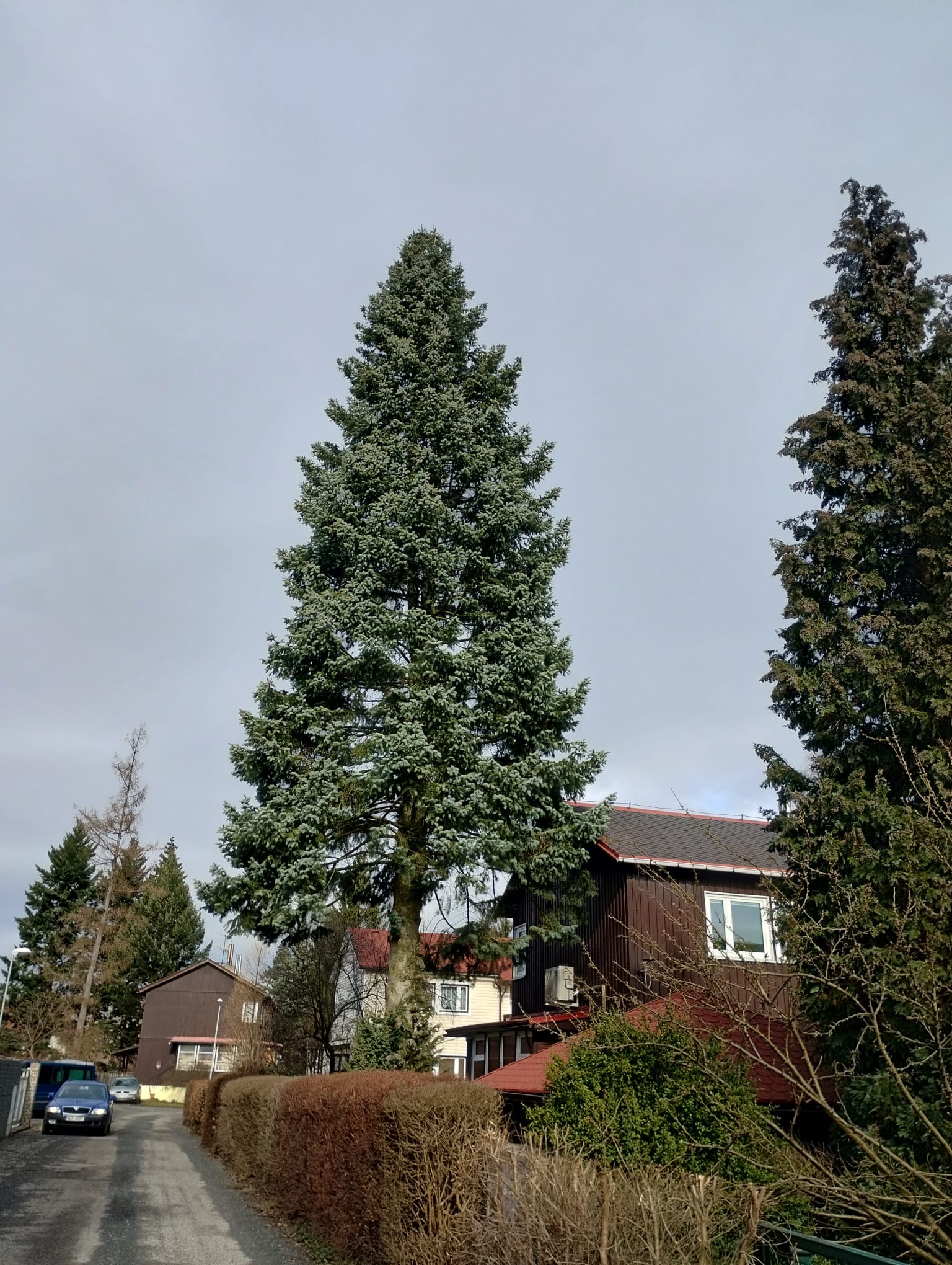 14,5 metrů vysoká jedle z Dolního Hanychova ozdobí vánoční trhy v Liberci