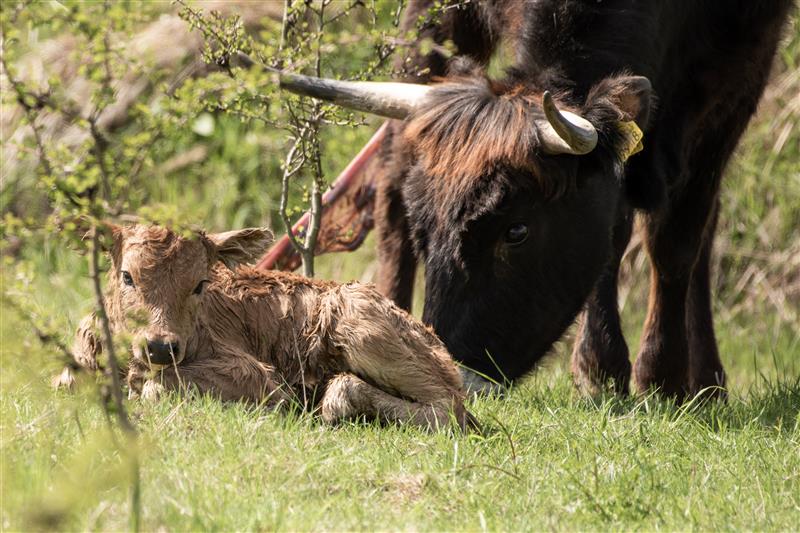 Rezervace v Milovicích.