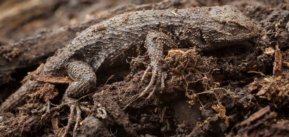 Také ještěrky překonávají zimu ve stavu brumace.