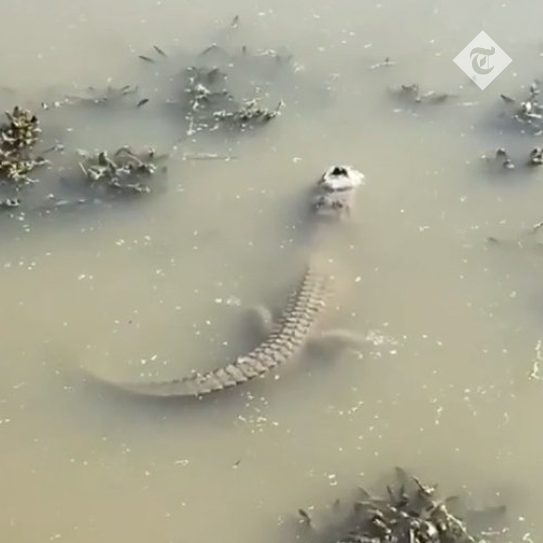 I když vypadají aligátoři pod ledem jako mrtví, jsou v naprostém pořádku.