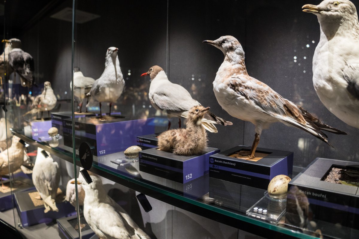 Výstava Ptáci ČR v budově Ornis v Přerově