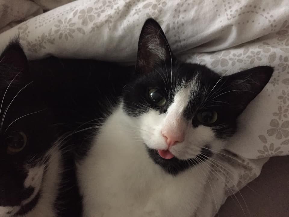 Kocour Harry vypadá jako neviňátko, je to ale vyhlášený zloděj.