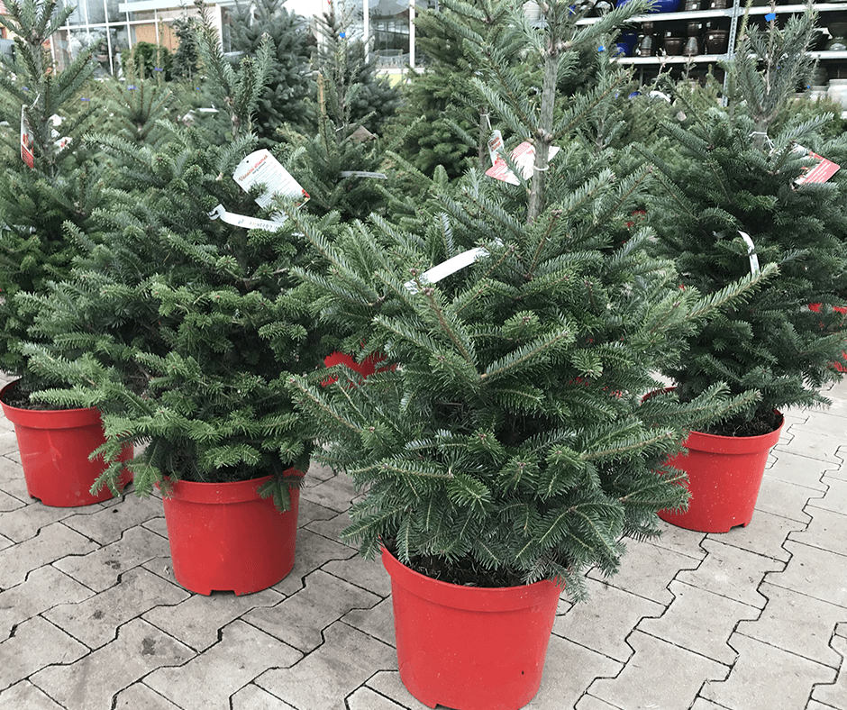 Vánoční stromky v květináči nebo také kontejnerové stromky.