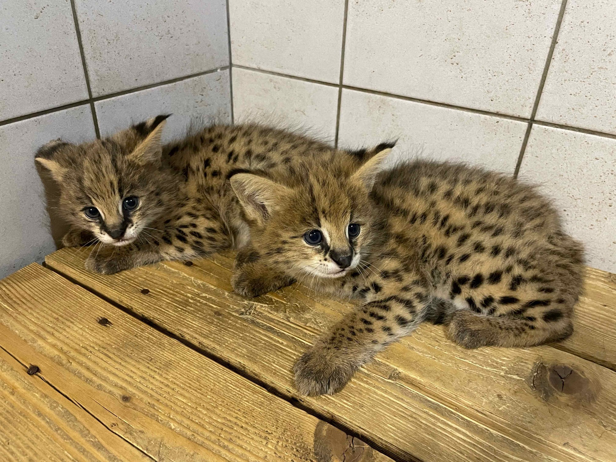 Mláďata servalů v zoo Ostrava