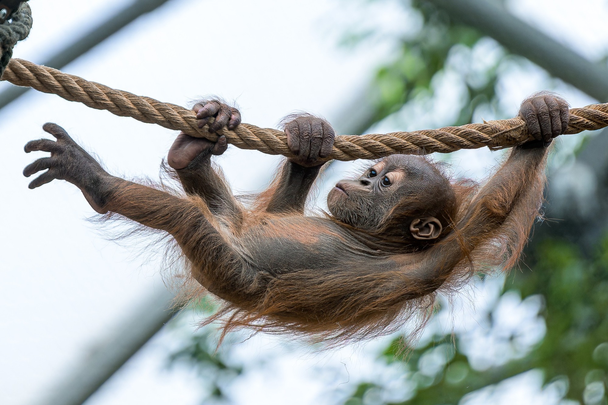 Orangutan už se učí lézt.